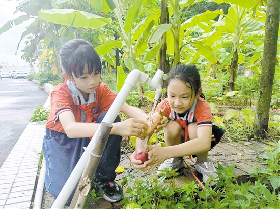 良山小學(xué)挖番薯、洗番薯，同學(xué)們忙得熱火朝天。.jpg